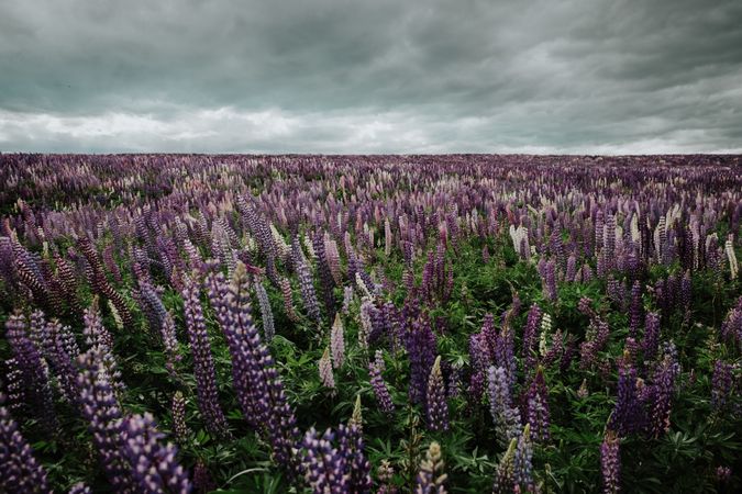 Majestic view of field with blooming Lupine flowers in New Zealand