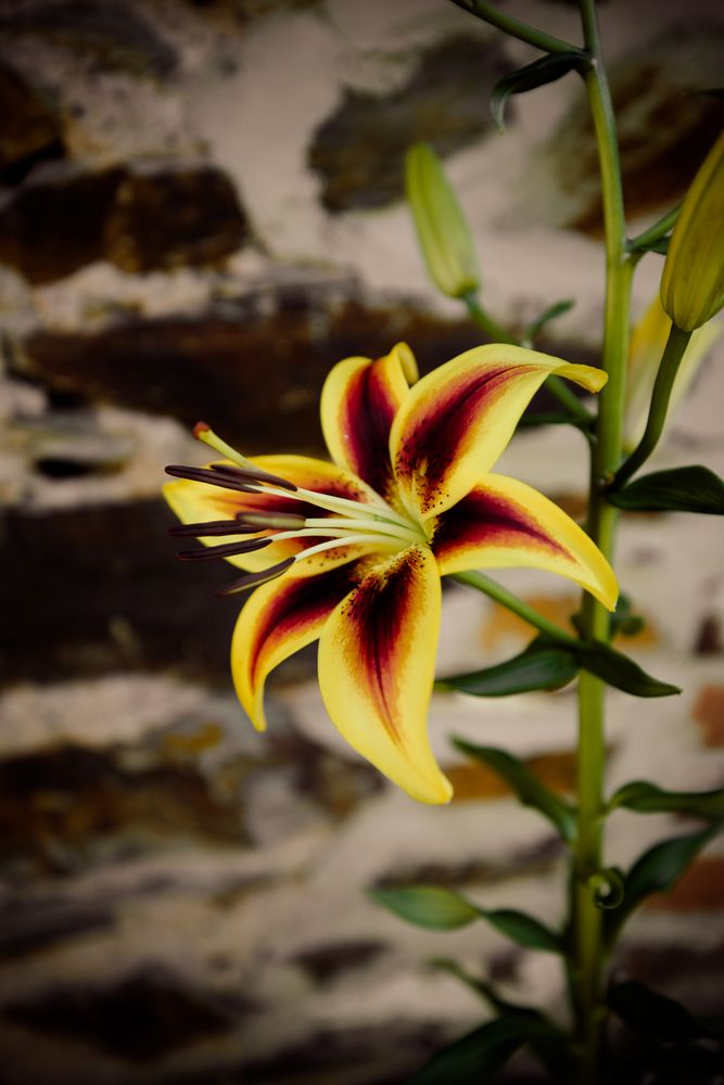 Orange lily in bloom