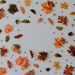 Lay out of autumnal pattern with leaves and nuts on light background