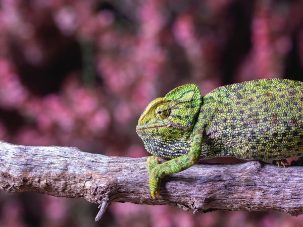 Chameleon sitting on branch
