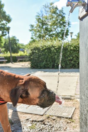 Boxer dog thirsty is drinking water.