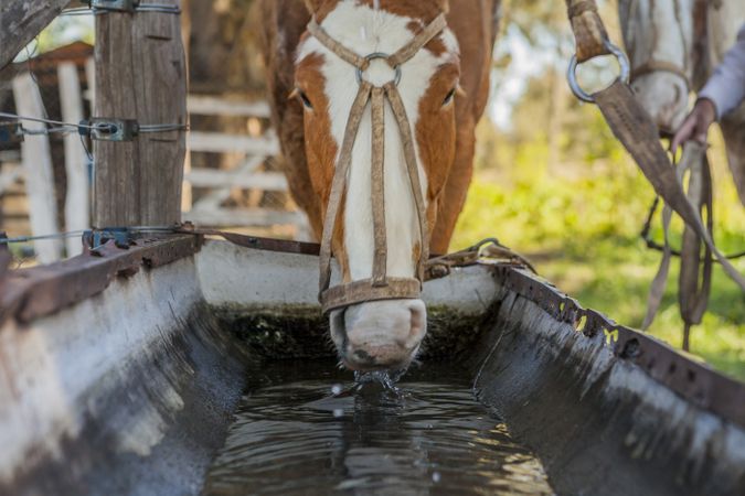 Horses drinking water in long drinker on barnyard