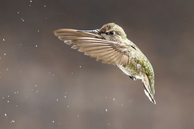 Beautiful Immature Male Anna's Hummingbird In Flight