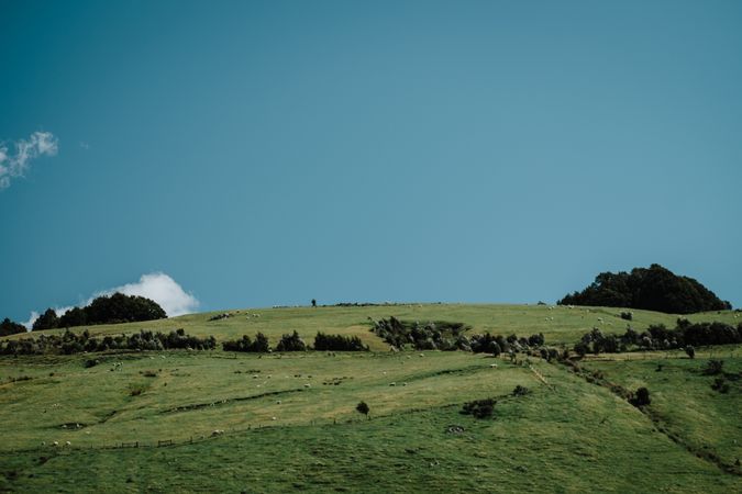 Sheep pasturing on field