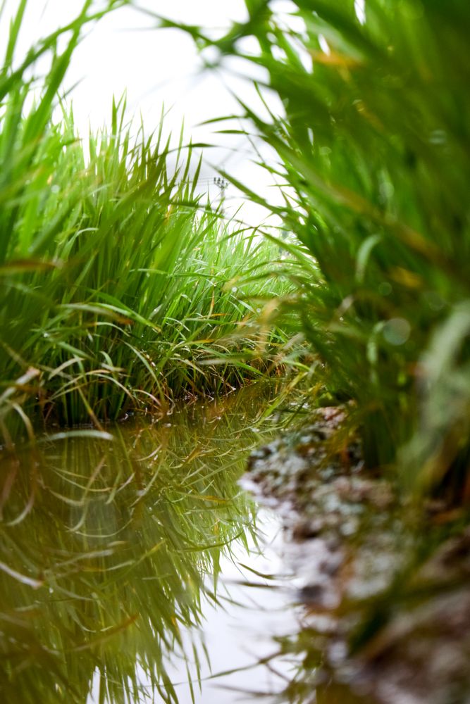 Marshy river surrounded by long grass