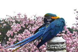 Wuji Tianyuan Temple Parrot With Cherry Blossoms Background