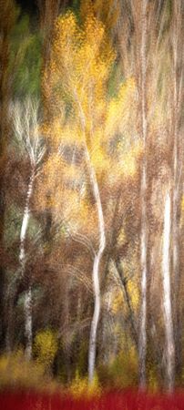 Blurred trees in green forest