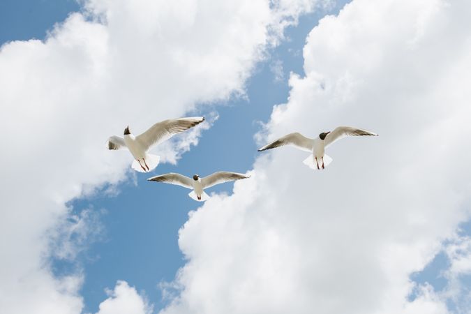 seagull flying on seaside on sunny with clouds day