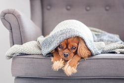 Cavalier spaniel on grey seat under blanket