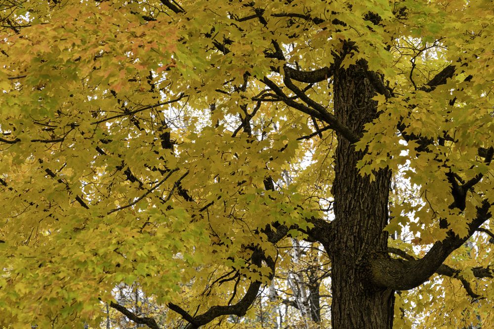 Yellow maple tree near the Oldenburg Point Shelter in Jay Cooke State Park, Minnesota