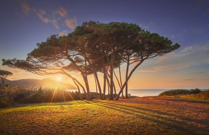 Pine tree group close to sea and beach, Baratti, Tuscany