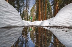 Unrecognizable hiker in snowy forest and lake in Yosemite California
