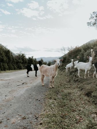 Goats between green grass in a road