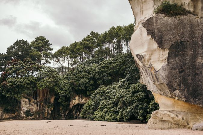 Landscape of huge trees at beach