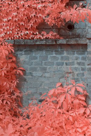 Infrared trees near suburban houses