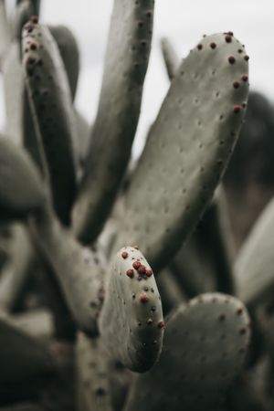 Cactus with small thorns