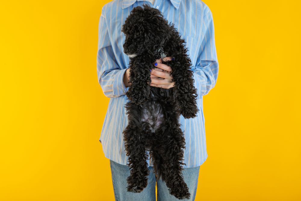 Woman in blue shirt holding up cute dog