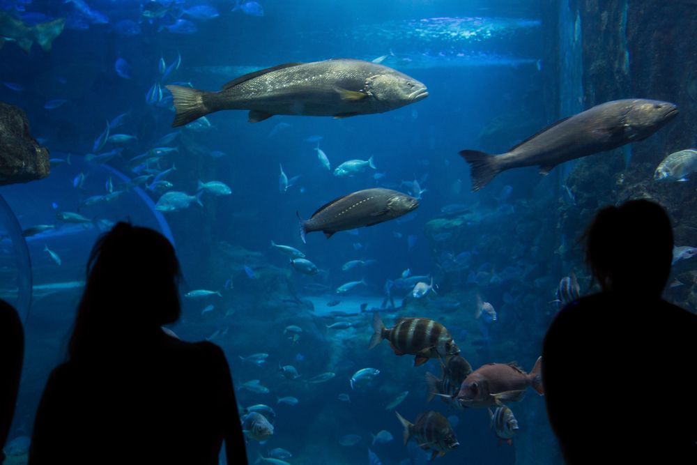 People looking at fishes in an aquarium