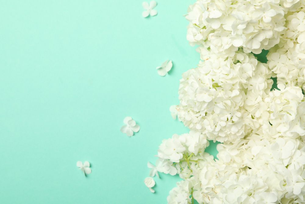 Beautiful hydrangea flowers on mint background. Spring plant