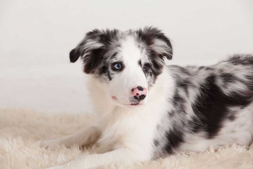 Cute border collie on rug portrait