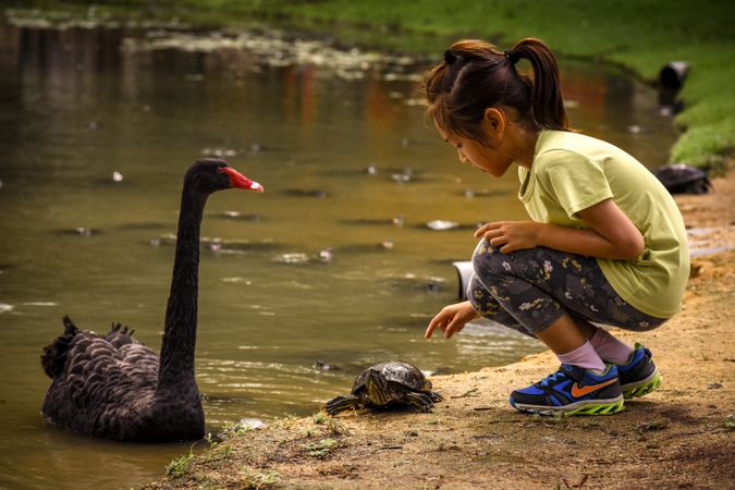 Girl crouching beside turtle and dark swan on shoreline