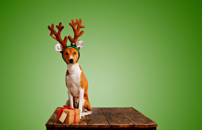 Dog wearing festive antlers on wooden table with present and green background