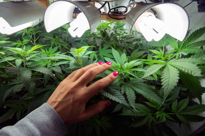 A female hand reaching towards a cannabis plant under lights
