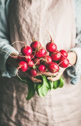 Close up of bright red radishes in woman’s hands