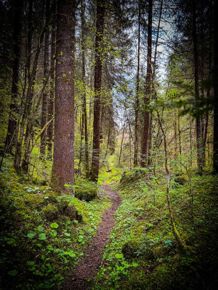 Woodland trail, Rougemont, Switzerland