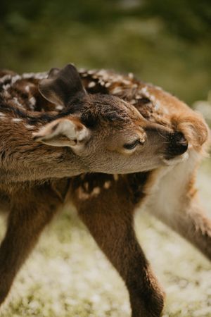 Cervus dama licking its body