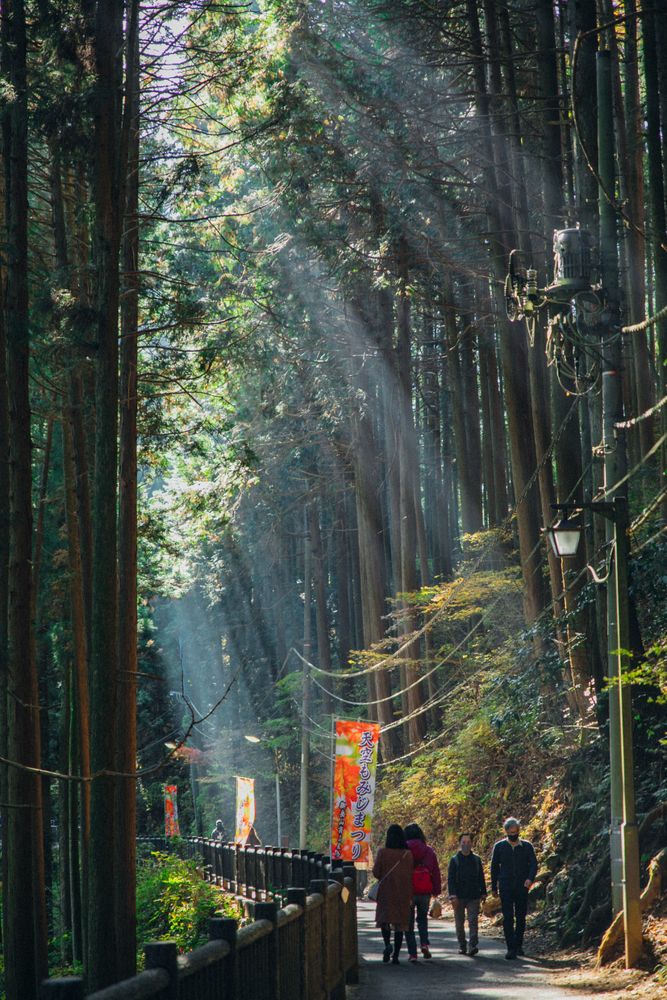 Back view of people walking in forest