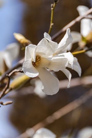 Blooming magnolia tree in the spring park