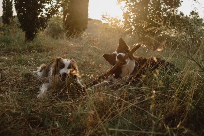 Border Collie dogs having fun together during stick game on dry grass in countryside