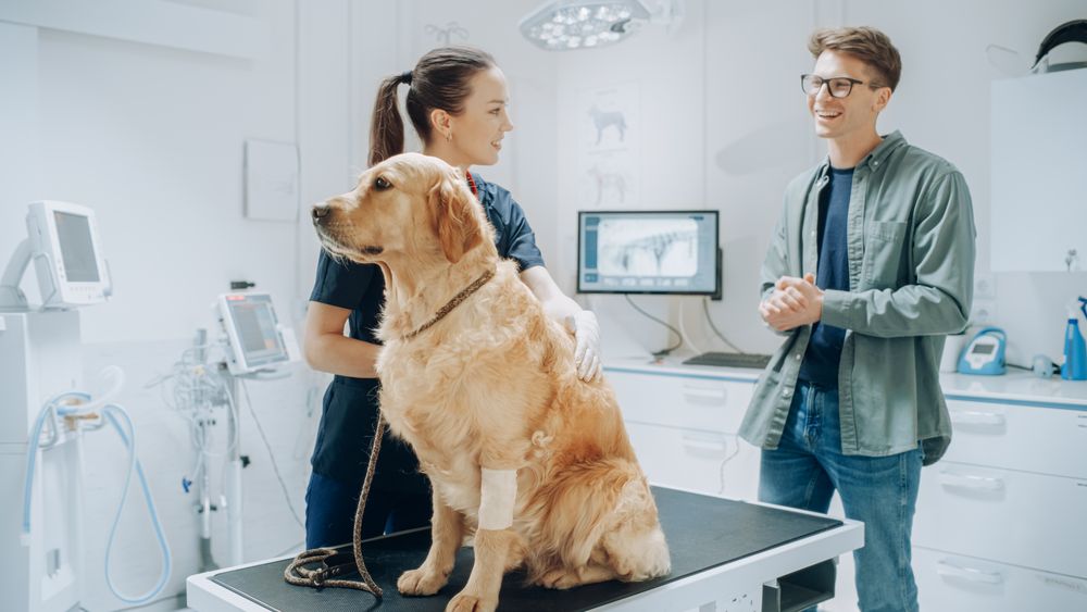 Young Man in Glasses, Accompanying His Pet Golden Retriever at Doctor's Appointment at Veterinary Clinic.