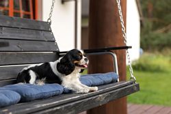 Cavalier spaniel resting on bench outside