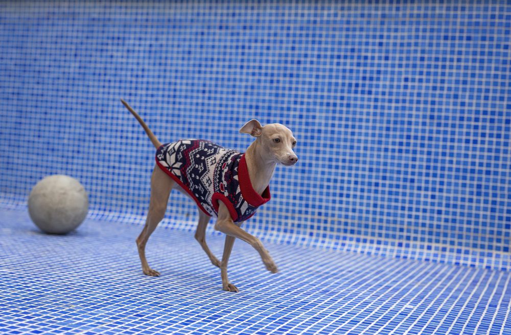 Italian greyhound dog playing in the pool with a ball