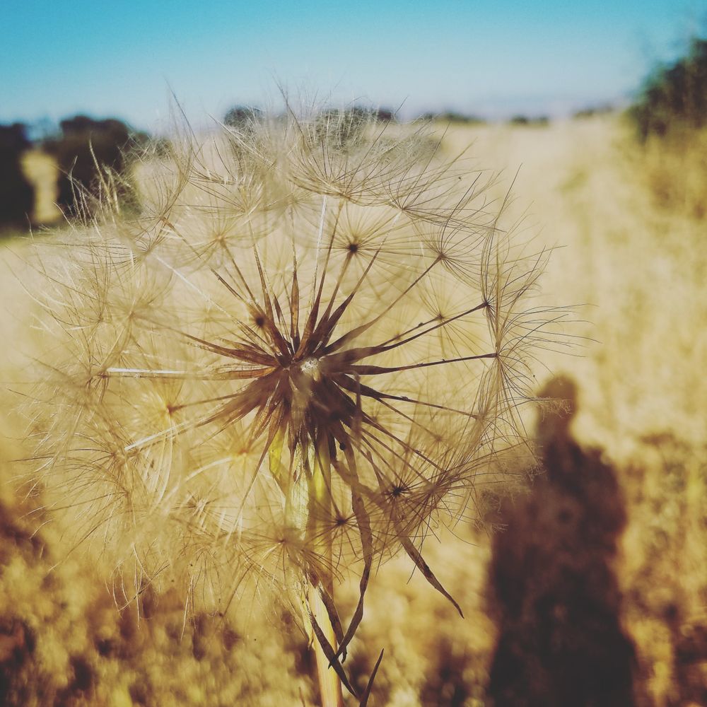 Close up of dandelion with shadow