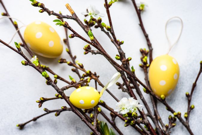 Easter card concept with cherry blossom branches and yellow decorative eggs