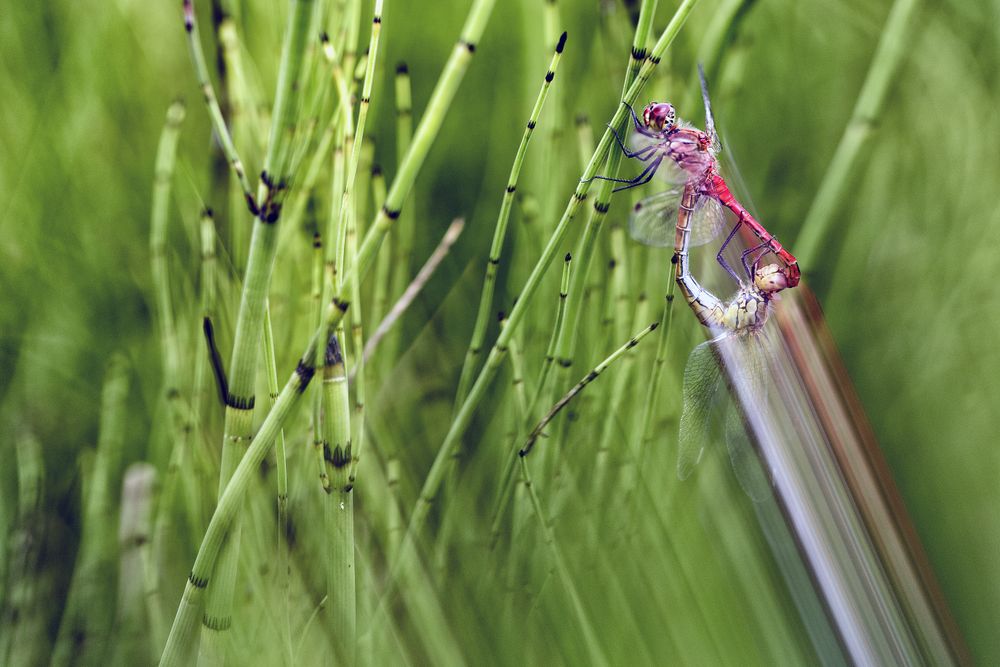 Dragonfly on green twig in closeup
