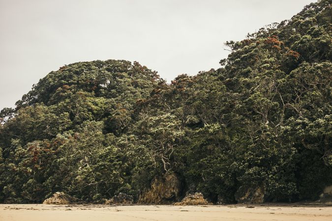 Landscape of huge trees at beach