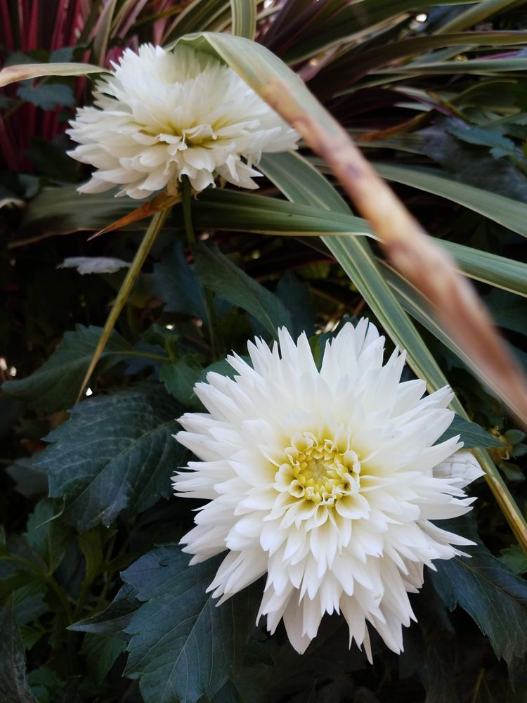 Two dahlia flowers
