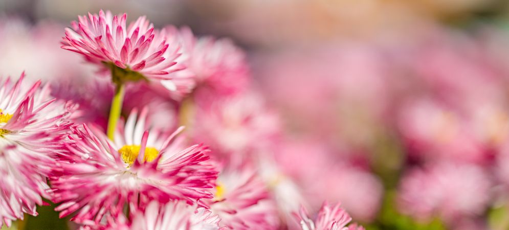 Pink chrysanthemum flower with yellow center
