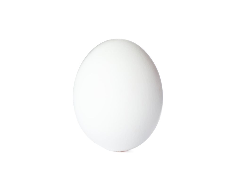 chicken egg isolated on blank background