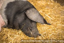 German pig sleeping on hay 0yp7nb
