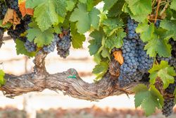 Vineyard with Lush, Ripe Wine Grapes on the Vine Ready for Harvest