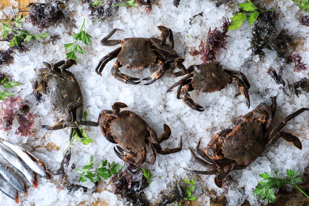 Big fresh crabs on cut ice cubes