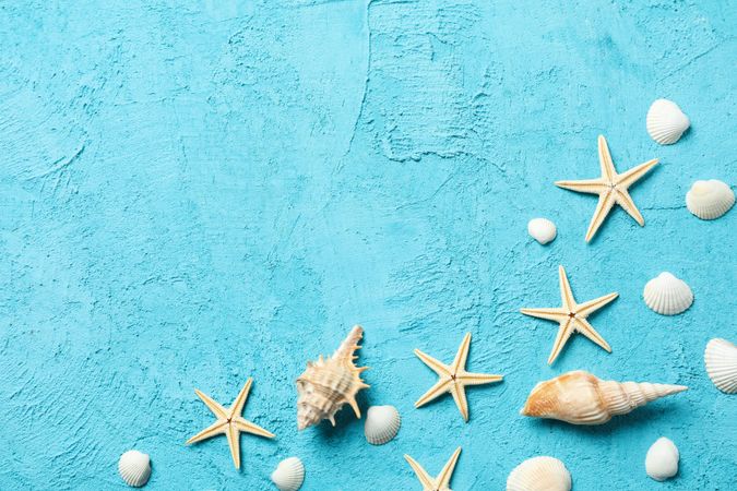 Starfishes and seashells on blue background, space for text