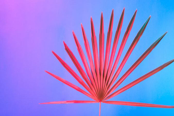 Palm leaf lit in bold neon  colors, on gradient blue to pink background