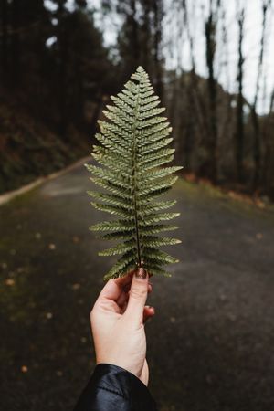 Green fern frond against empty road and gloomy woodland
