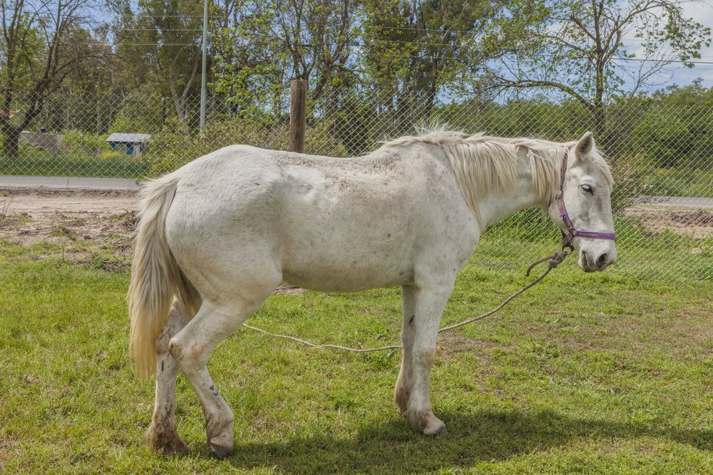 horse on green farm pasture